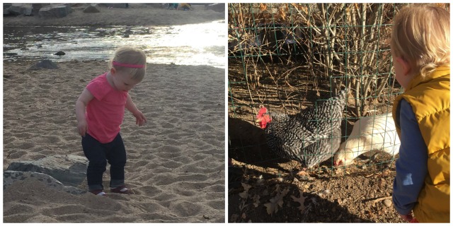 beach & chickens