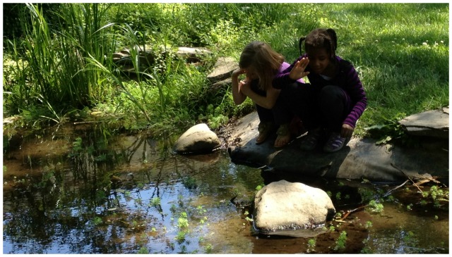 My kindergarten students searching for tadpoles during a child-led unit of inquiry